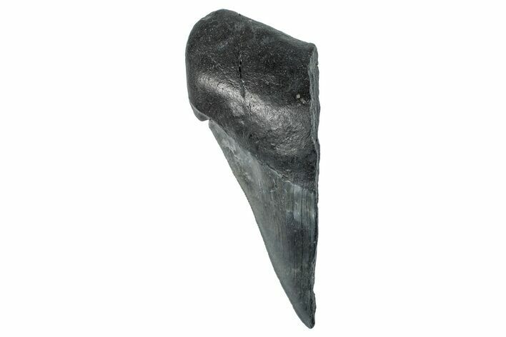 Partial Fossil Megalodon Tooth - Serrated Edge #277432